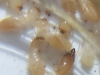 Termitas2