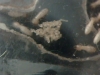 Termitero Casero Gamma Alilibo C