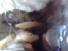 Posible neotenica o reina?