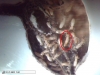 Neot�nicon en Alpha