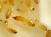 Termitas7