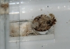 RETICULITERMES GRASSEI