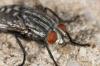 mosca probando el canon MP-E 65 mm macro