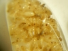 Termitas5
