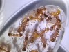 Myrmica rubra y su prole