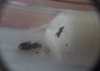 Lasius flavus en tubo de ensayo