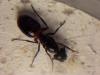 Camponotus ligniperdus tomando receta del Agar.
