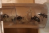 Camponotus Ligniperdus