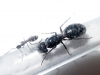 Reina y obrera Camponotus lgniperdus