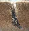 Nuevo hormiguero ATENEA (Camponotus)