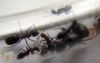 Colonia Camponotus ligniperda