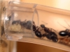 Camponotus Ligniperdus