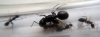 Colonia Camponotus ligniperda