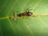 Camponotus ligniperdus y áfidos en hoja de nogal (Planes de Son, Pirineos)