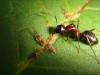 Camponotus ligniperdus y fidos en hoja de nogal (Planes de Son, Pirineos)