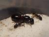 Camponotus Ligniperda - enviada por xcom