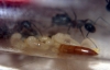 Larvas camponotus con tenebrio joven