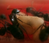 Pupas de Camponotus
