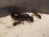 Camponotus Ligniperda enviada por xcom