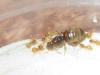 mis lindas lasius flavus