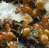 nest of flavus