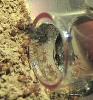 Lasius flavus obreras 3