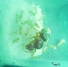 Lasius flavus