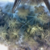 flavushongosa80X