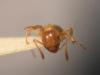 �Lasius flavus?