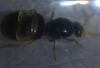 lasius4