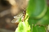 reina lasius flavus?