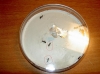 Formica fusca con huevos