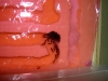 Mis formica en su casita.