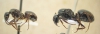 F. fusca