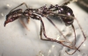 Aphaenogaster iberica-Escorial