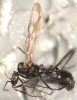 Aphaenogaster iberica macho-Escorial