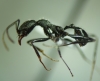 Aphaenogaster sin espinas