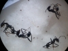 aphaenogaster