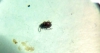 coleoptero
