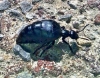 Hormiga "petacona"