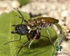Cicindela maroccana 2