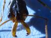 odontomachus