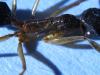 odontomachus4
