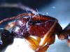 odontomachus5