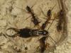 odontomachus9
