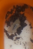 larva