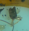 odontomachus