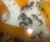 odontomachus