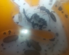 odontomachus