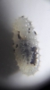 odontomachus
